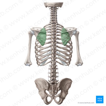 Shoulder girdle: anatomy, movements and function