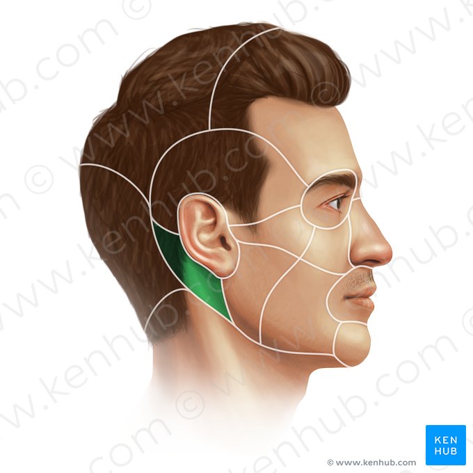 Mastoid region (Regio mastoidea); Image: Paul Kim