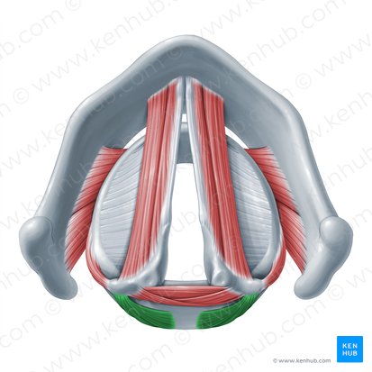 Musculus cricoarytenoideus posterior (Hinterer Ringknorpel-Stellknorpel-Muskel); Bild: Paul Kim