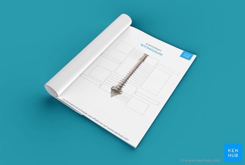 Teste dein Wissen mit unserem Arbeitsblatt über den Aufbau der Wirbelsäule mit und ohne Beschriftung (Download unten)