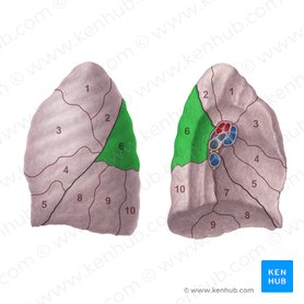 Segmento superior do pulmão esquerdo (Segmentum superius pulmonis sinistri); Imagem: Paul Kim
