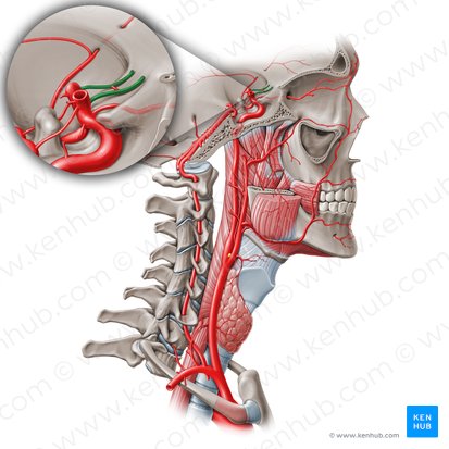 Arteria anterior cerebri (Vordere Hirnarterie); Bild: Paul Kim