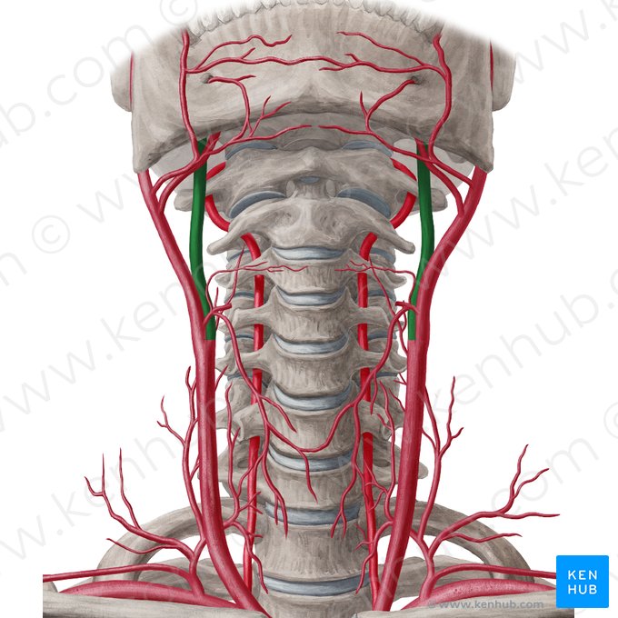 Arteria carótida interna (Arteria carotis interna); Imagen: Yousun Koh