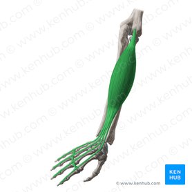 Músculo extensor de los dedos (Musculus extensor digitorum); Imagen: Yousun Koh