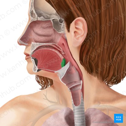 Lingual tonsil (Tonsilla lingualis); Image: Begoña Rodriguez