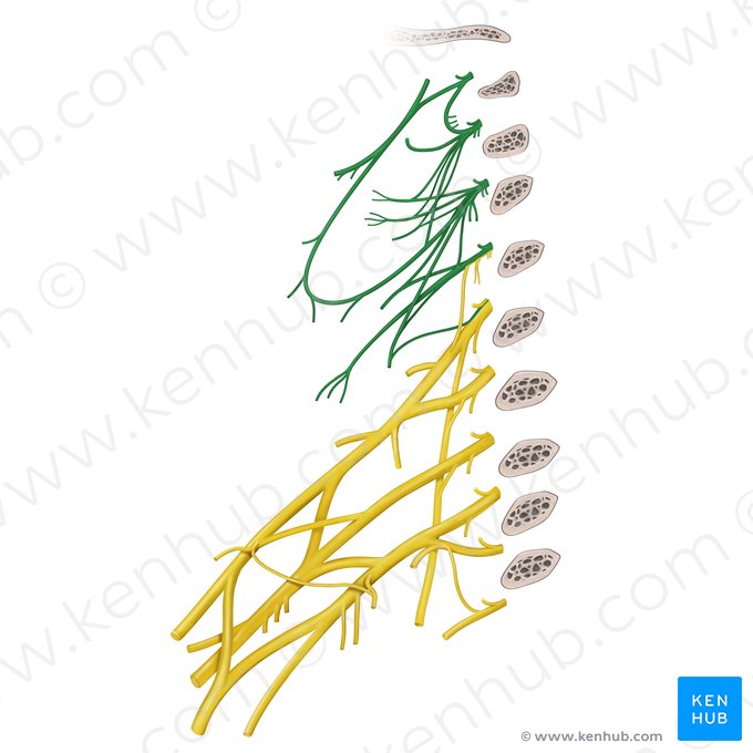 Plexo cervical (Plexus cervicalis); Imagen: Begoña Rodriguez