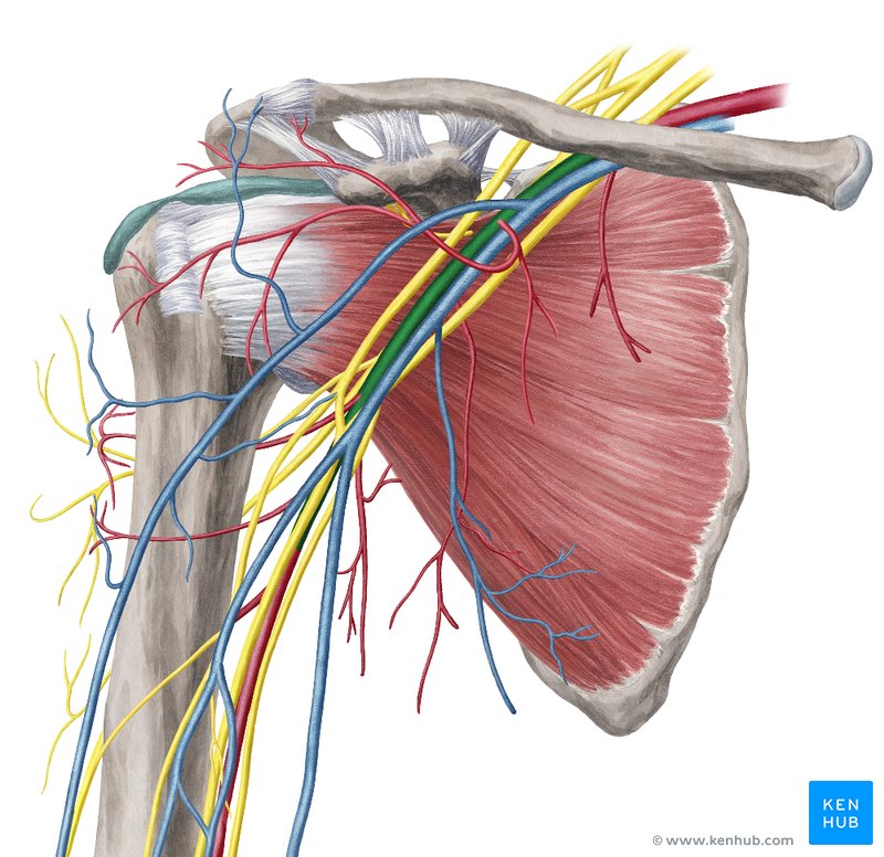 Vessels of the arm - anterior view