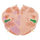 Formación reticular