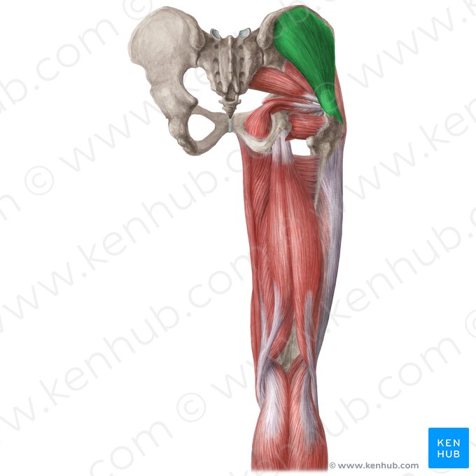 Músculo glúteo medio (Musculus gluteus medius); Imagen: Liene Znotina