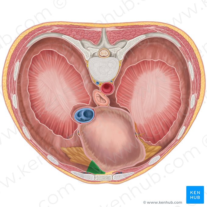 Récessus costomédiastinal droit (Recessus costomediastinalis dexter); Image : Brendon Farley