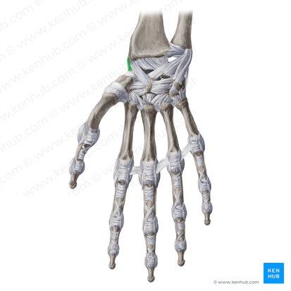 Ligamentum collaterale radiale carpi (Speichenseitiges Kollateralband des Handgelenks); Bild: Yousun Koh