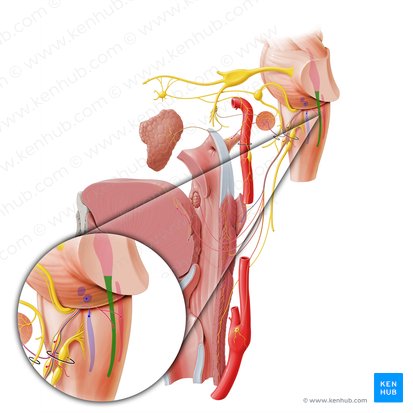 Spinal nucleus and tract of trigeminal nerve (Nucleus et tractus spinalis nervi trigemini); Image: Paul Kim