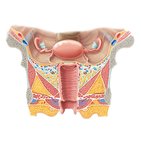 Cervix, vagina and vulva