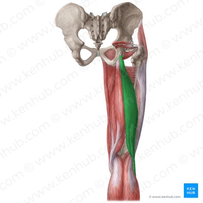 Músculo bíceps femoral (Musculus biceps femoris); Imagen: Liene Znotina