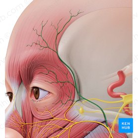 Rami temporales nervi facialis (Schläfenäste des Gesichtsnervs); Bild: Paul Kim