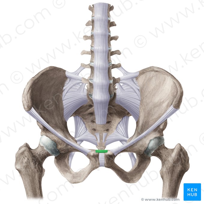 Ligamento púbico superior (Ligamentum pubicum superius); Imagem: Liene Znotina