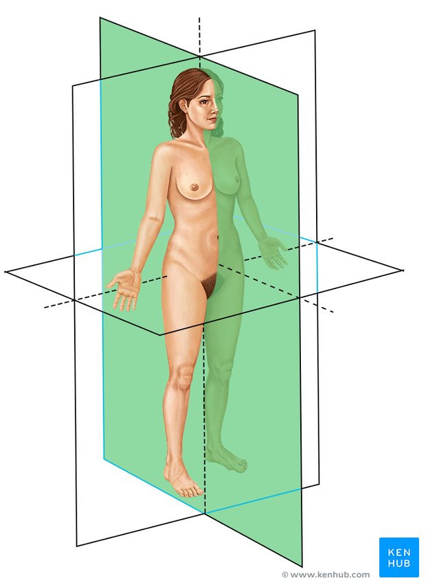 Sagittal - lateral-right view