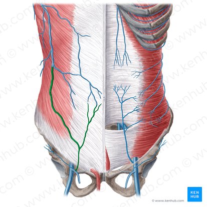 Veia epigástrica superficial (Vena epigastrica superficialis); Imagem: Yousun Koh