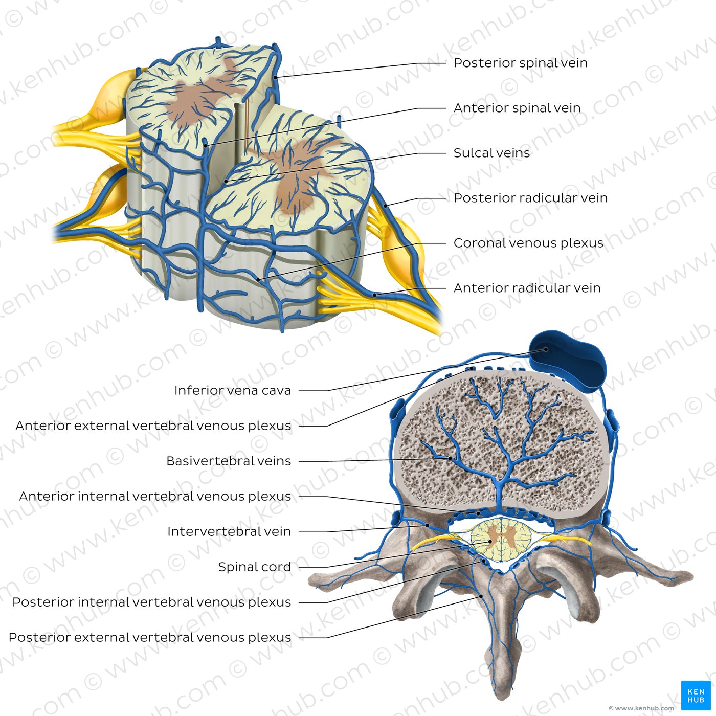Veins of the spinal cord