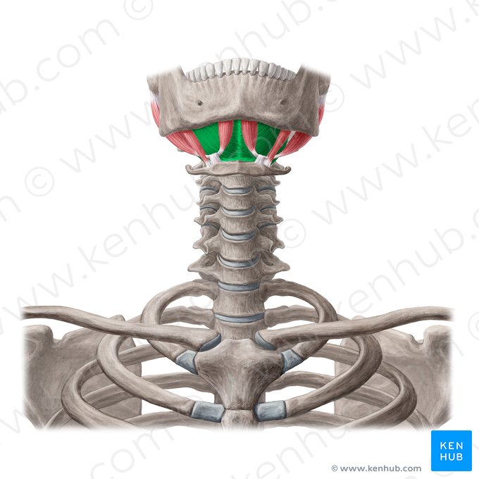 Musculus mylohyoideus (Unterkiefer-Zungenbein-Muskel); Bild: Yousun Koh