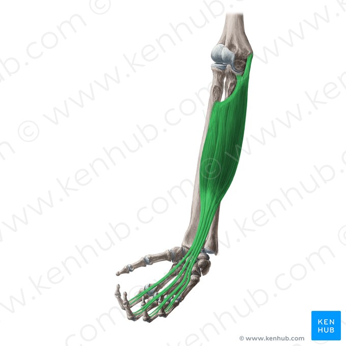 Músculo flexor superficial dos dedos (Musculus flexor digitorum superficialis); Imagem: Yousun Koh