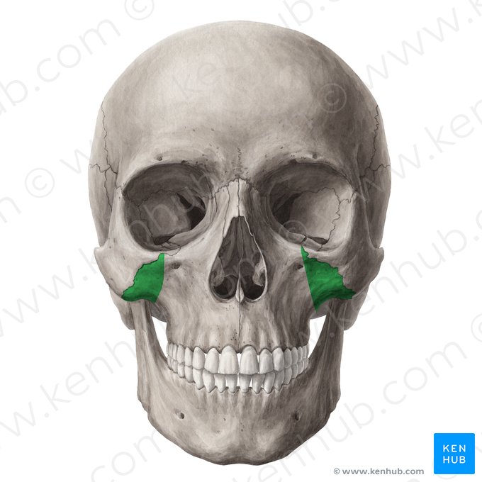 Proceso cigomático del maxilar (Processus zygomaticus maxillae); Imagen: Yousun Koh