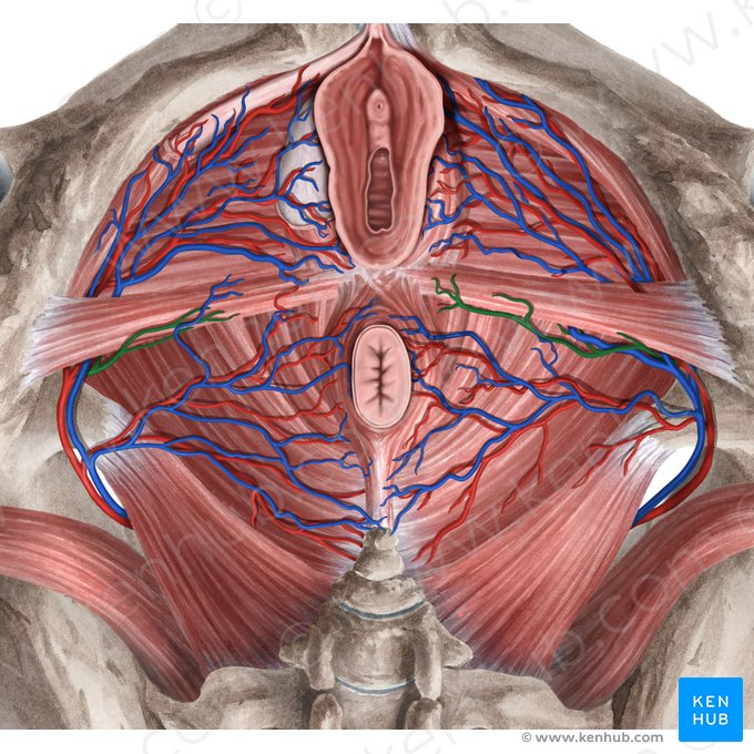 Arteria perineal (Arteria perinealis); Imagen: Rebecca Betts