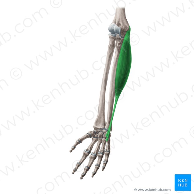 Musculus flexor carpi ulnaris (Ellenseitiger Handbeuger); Bild: Yousun Koh