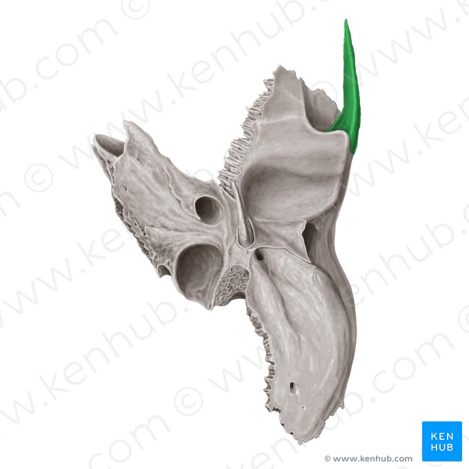 Proceso cigomático del hueso temporal (Processus zygomaticus ossis temporalis); Imagen: Samantha Zimmerman