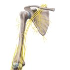 Neurovasculature of the shoulder and arm