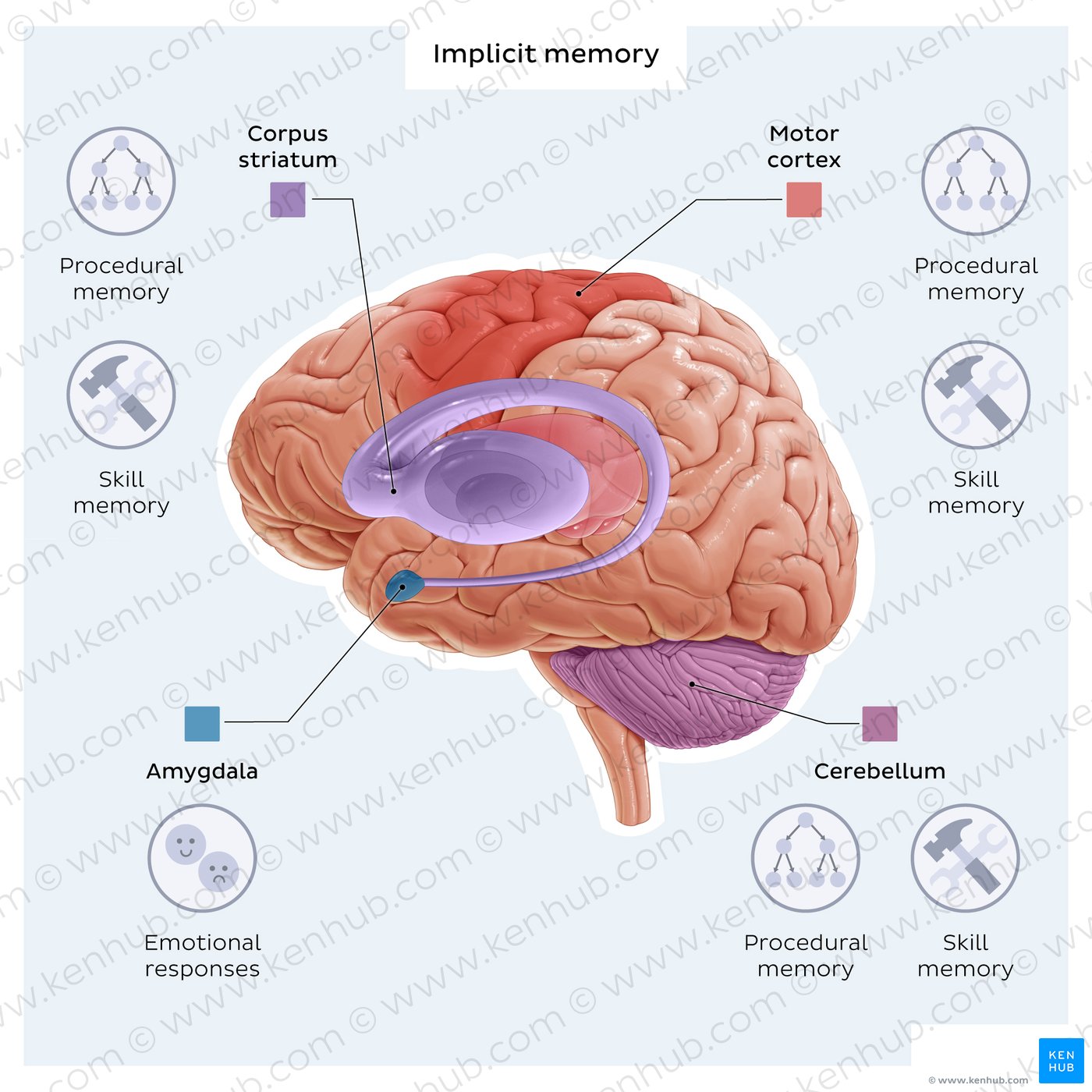 Implicit memory: brain structures