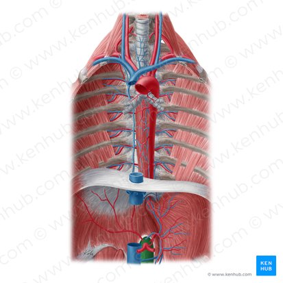 Aorta abdominal (Aorta abdominalis); Imagen: Yousun Koh