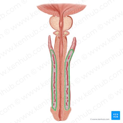 Túnica albugínea del cuerpo cavernoso; Imagen: Samantha Zimmerman