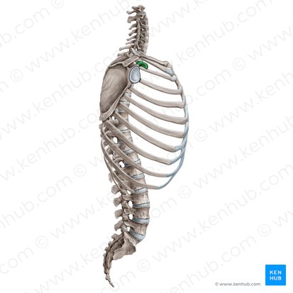 Processo coracoide da escápula (Processus coracoideus scapulae); Imagem: Irina Münstermann