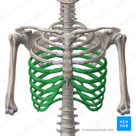 Rippen (Costae) – Anatomie, Aufbau, Gelenke und Bänder | Kenhub