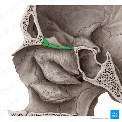 Lâmina cribriforme do osso etmoide (Lamina cribrosa ossis ethmoidalis); Imagem: Yousun Koh
