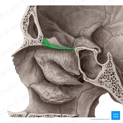 Cribriform plate of ethmoid bone (Lamina cribrosa ossis ethmoidalis); Image: Yousun Koh