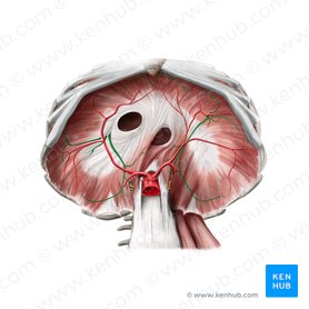 Diaphragm: Location, anatomy, innervation and function | Kenhub