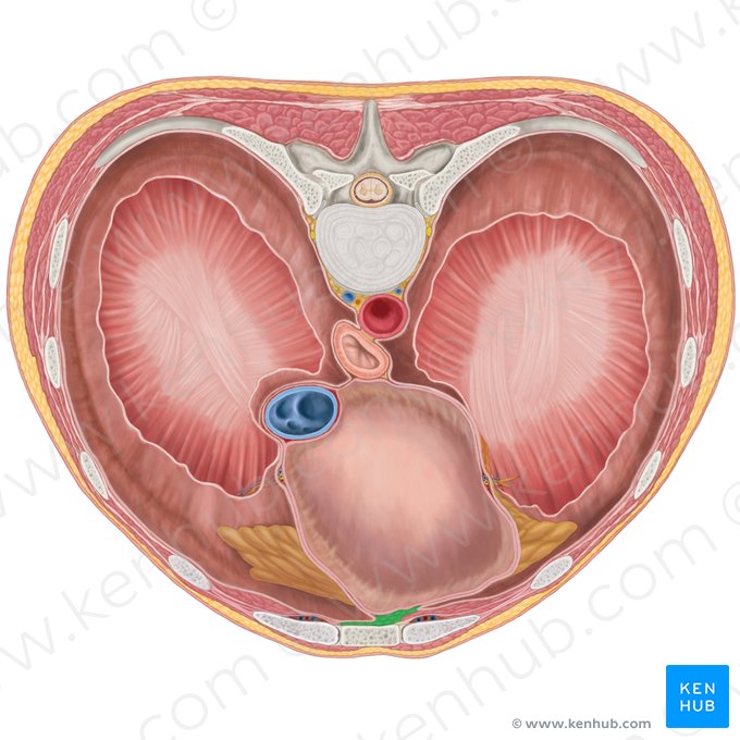 Mediastino anterior (Mediastinum anterius); Imagem: Brendon Farley