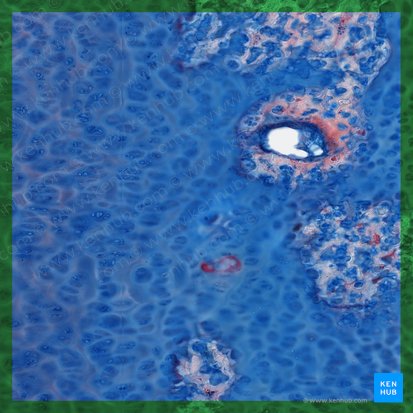 Cartilago hyalina (Hyaliner Knorpel); Bild: 