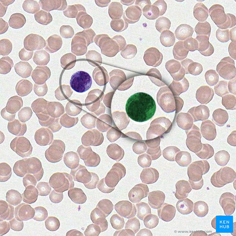 Monocyte - histological slide