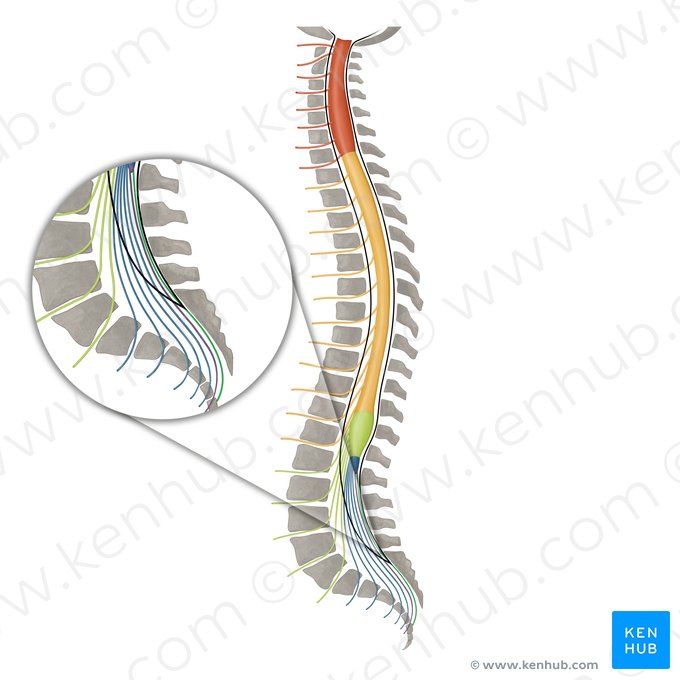 Filum terminal (Filum terminale); Imagen: Irina Münstermann