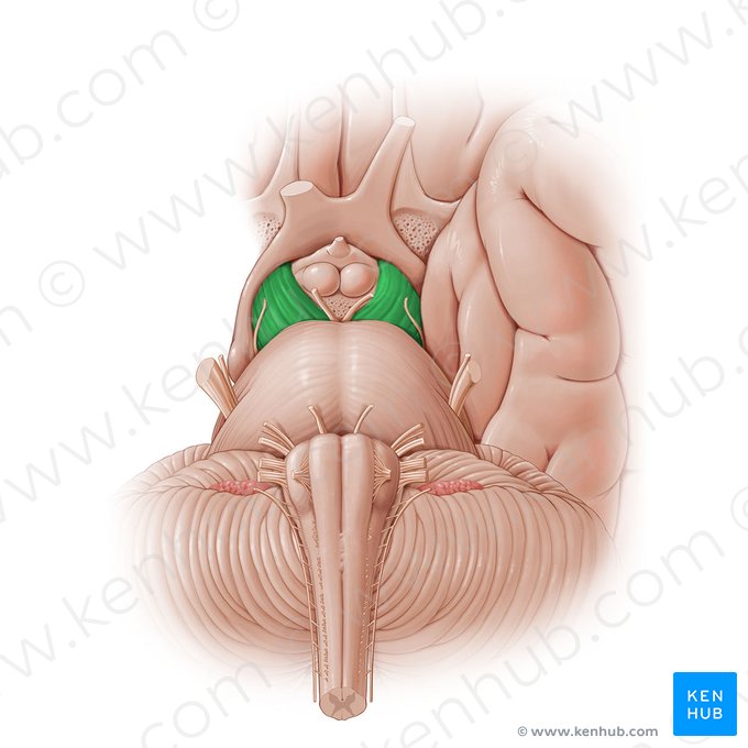 Pedúnculo cerebral (Pedunculus cerebri); Imagem: Paul Kim