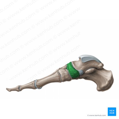 Navicular bone (Os naviculare); Image: Paul Kim
