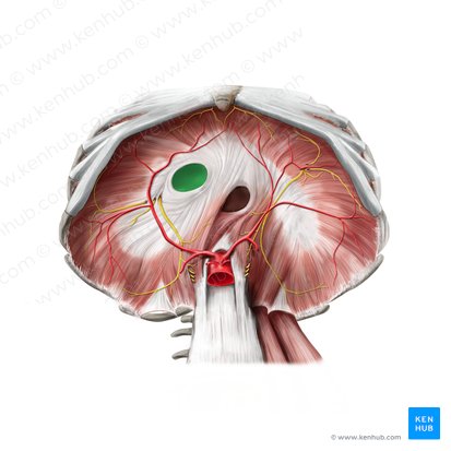 Foramen venae cavae (Hohlvenenspalt); Bild: Paul Kim