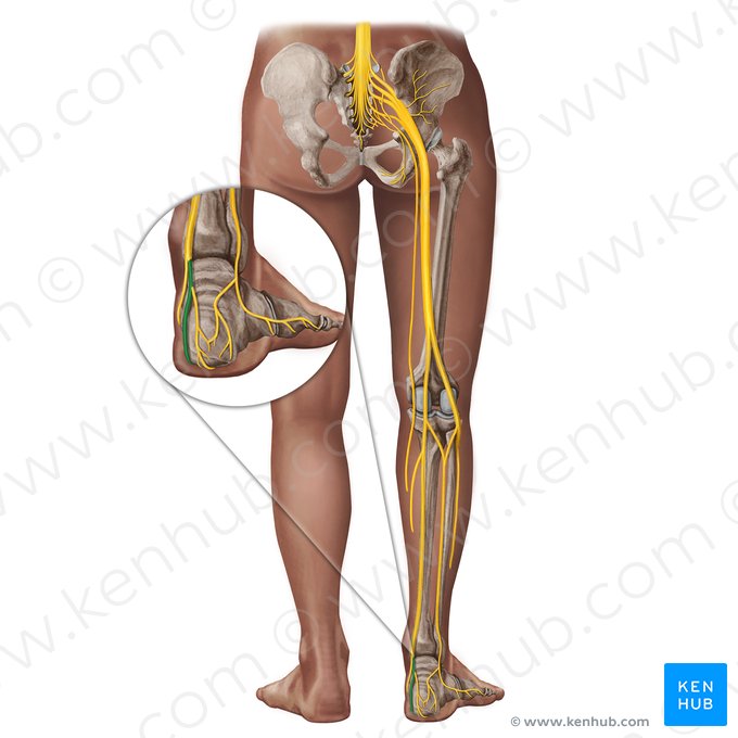 Nervo plantar lateral (Nervus plantaris lateralis); Imagem: Irina Münstermann