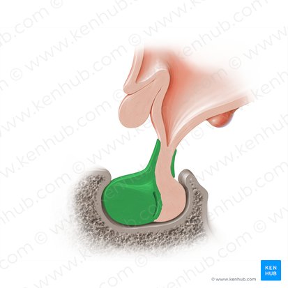 Adenohipófisis (Adenohypophysis); Imagen: Paul Kim