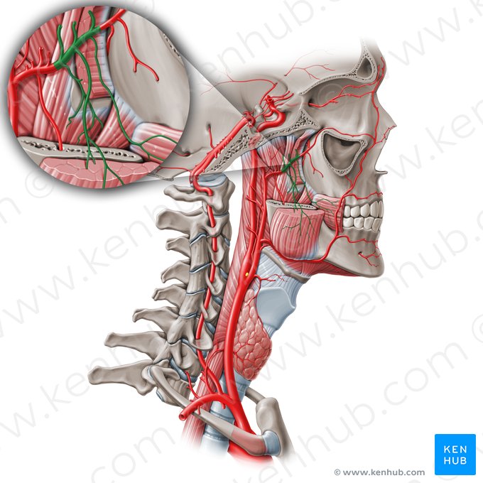 Porción pterigoidea de la arteria maxilar (Pars pterygoidei arteriae maxillaris); Imagen: Paul Kim