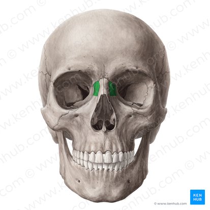 Proceso frontal del maxilar (Processus frontalis maxillae); Imagen: Yousun Koh