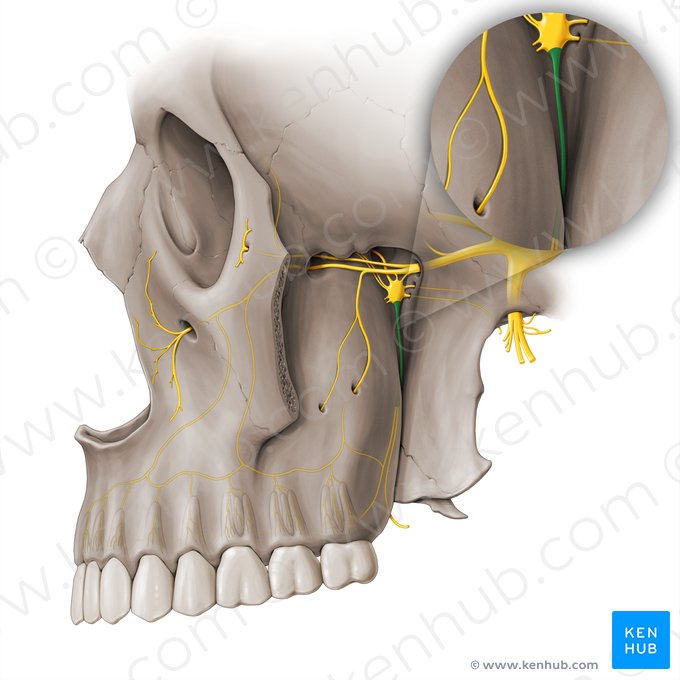 Palatine nerves (Nervi palatini); Image: Paul Kim